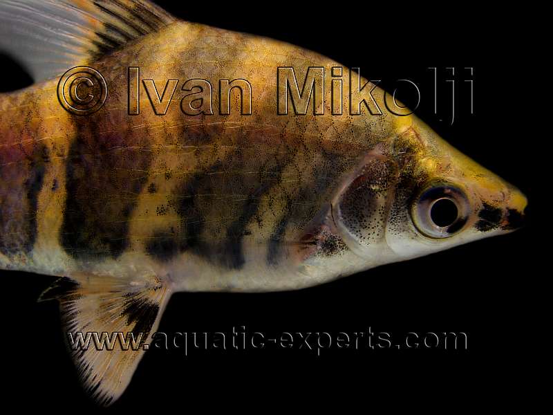 Abramites hypselonotus
